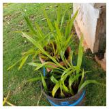 AWP227 - Pair of Potted Orchids