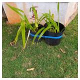AWP238 - Two Potted Orchid Plants