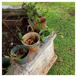 AWP239 - Lucky Thirteen Potted Plants Including Orchids