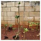AWP261 - Two Potted Desert Rose Plants