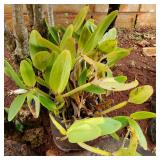 AWP262 - Potted Orchid Plant