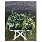 Mms082 Nine Donkey Tail Succulent Plants