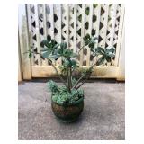 Mms142 Desert Rose & Succulents Potted Plant