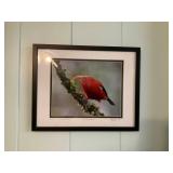 KKE035 Framed Art Photo Of I’iwi Honeycreeper Bird
