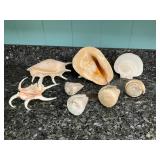 KKE052 Collection Of Large Seashells
