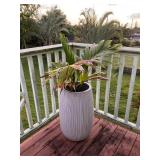 KKE181 Large Ceramic Planter & Manila Palm