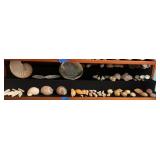 KKE186-Plethora Of Seashells- Display Shelf #3