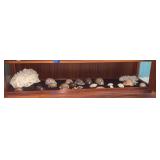 KKE189-Plethora Of Seashells-Display Shelf #6 (bottom)