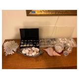 KKE195 Large Batch Of Various Seashells & More!