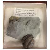 AFC151-Trilobite Fossil