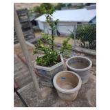 KKD039 - Plant And More