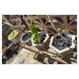 KKD102 - Potted Orchid Plants And More