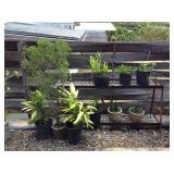 KKD168 Various Beautiful Plants