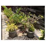 KKD172 Two Large Plants