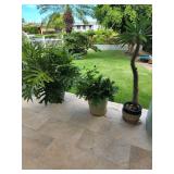 HKT039 - Trio Of Potted Plants