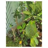 HKT053 - Potted Plants