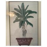 HKT101- Banana Tree Picture