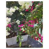 HKT142 - Potted Plants 