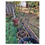 KCT120 - Beautiful Plants and Pots Too