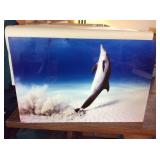 KCT130 Art Photo On Tin Of Dolphin