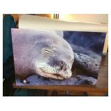 KCT131 Art Photo Of Monk Seal On Tin