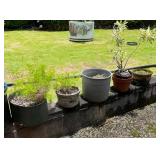 VME282-Five Potted Plants - See Description