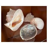 WST099- Beautiful Sea Shells Lot
