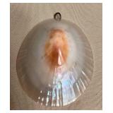 WST200 Vintage Large Polished Opihi Shell Pendant