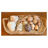 MKM201- The Ocean Is Calling - Real Sea Shells Collection