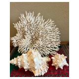 MKM202- Beautiful White Coral & Shells
