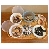 MKM203- She Sells Sea Shells On The Seashore More Real Sea Shells