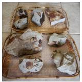 MKM257 - Lot of Eight Fossils 