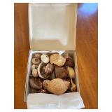 KDE020- Shells In A Box