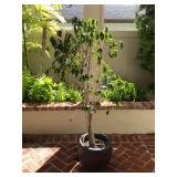 KDE091 Large Ceramic Pot With Ficus And Wind Chime