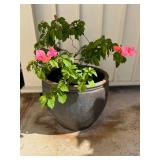 KDE174- Large Ceramic Garden Pot & Potted Bougainvillea Plant