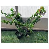 KDE193- Potted Bougainvillea And Aloe Plants