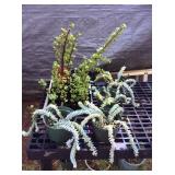 MMT196 Twenty-Two Succulent Plants 