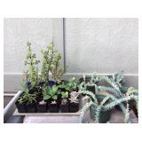 MMT200 Twenty-Six Succulent Plants 