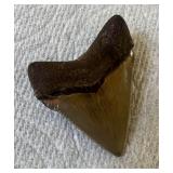 HTS458- Fossil Tooth