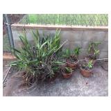 MCT056 Five Orchid Plants 