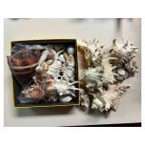 SJP001- Pretty Sea Shells