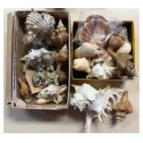 SJP003- Shells..Beautiful Shells