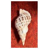 SJP004- Tritons Trumpet (Large Tritons Shell)