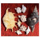 SJP005- Conch Shells