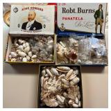 SJP006- Shells Shells Shells