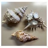 SJP008- (3) Beautiful Shells 