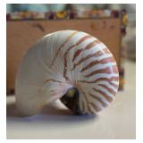 SJP009- Beautiful Nautilus Shell 