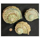 SJP012 - Green Turbo Shell (3)