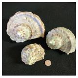 SJP013 - Green Turbo Shell (3)