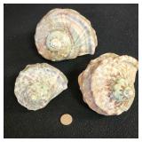 SJP014 - Turbo Green Shells (3)